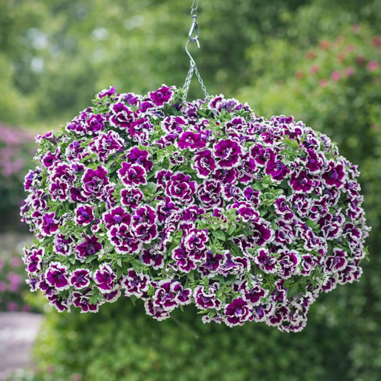 SURFINIA PETUNIA Tumbelina Bella pełna p9