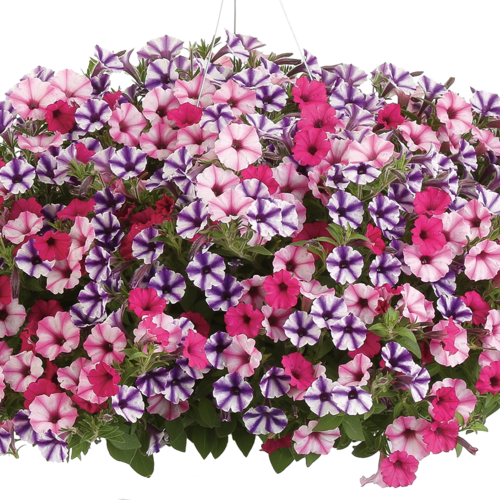 Supertunia Vista Fuchsia P7 - zestaw 10 sztuk