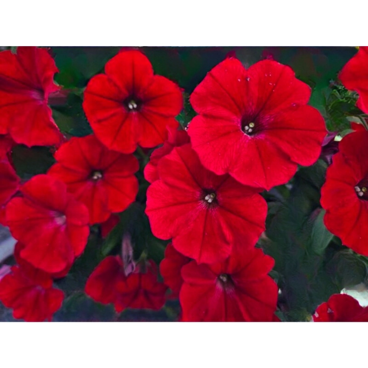 Supertunia Vista Strawberry P7 - zestaw 10 sztuk