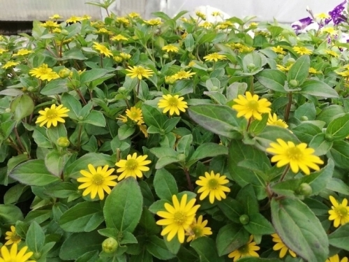 SANWITALIA Talya Great Yellow P9