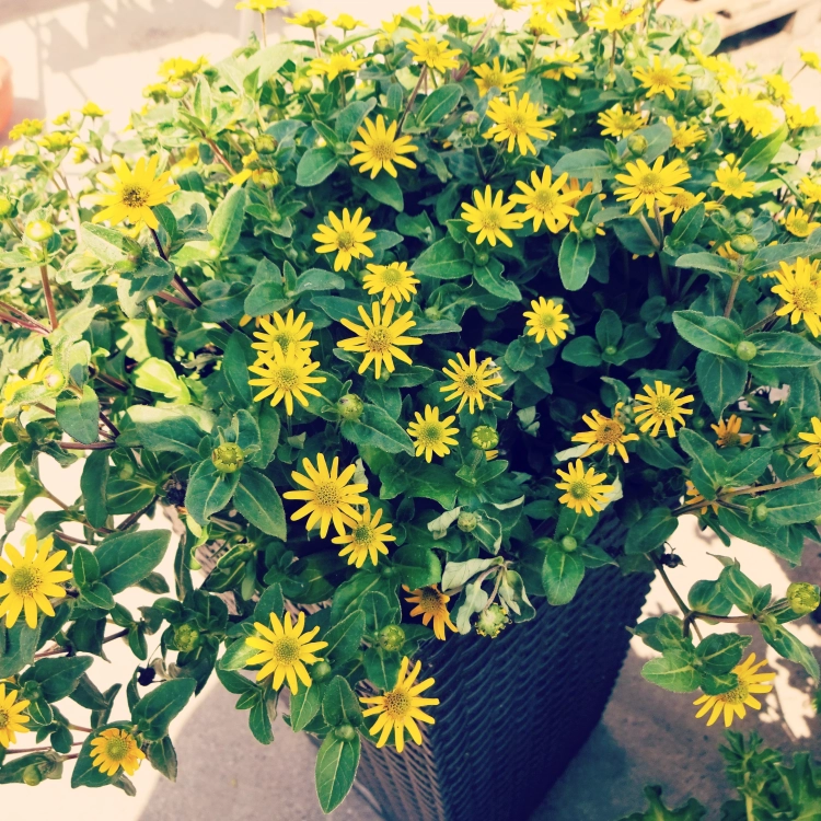 SANWITALIA Talya Great Yellow P9