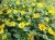 SANWITALIA Talya Great Yellow P9