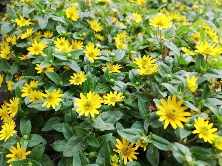 SANWITALIA Talya Great Yellow P9