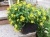 SANWITALIA Talya Great Yellow P9