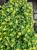 SANWITALIA Talya Great Yellow P9