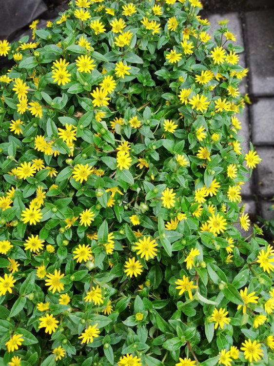 SANWITALIA Talya Great Yellow P9