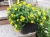 SANWITALIA Talya Great Yellow P9