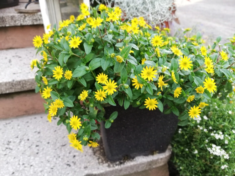 SANWITALIA Talya Great Yellow P9