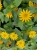 SANWITALIA Talya Great Yellow P9