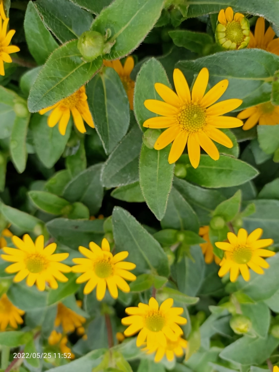 SANWITALIA Talya Great Yellow P9