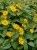 SANWITALIA Talya Great Yellow P9