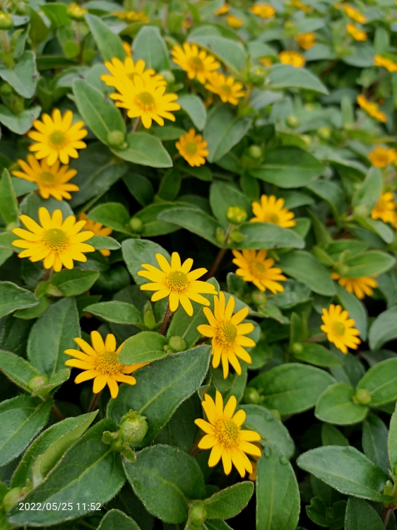 SANWITALIA Talya Great Yellow P9