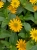 SANWITALIA Talya Great Yellow P9