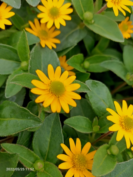 SANWITALIA Talya Great Yellow P9