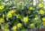 SANWITALIA Talya Great Yellow P9