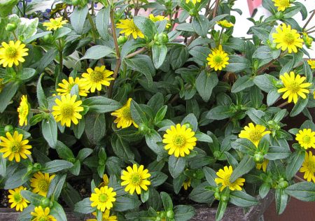 SANWITALIA Talya Great Yellow P9