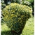 SANWITALIA Talya Great Yellow P9