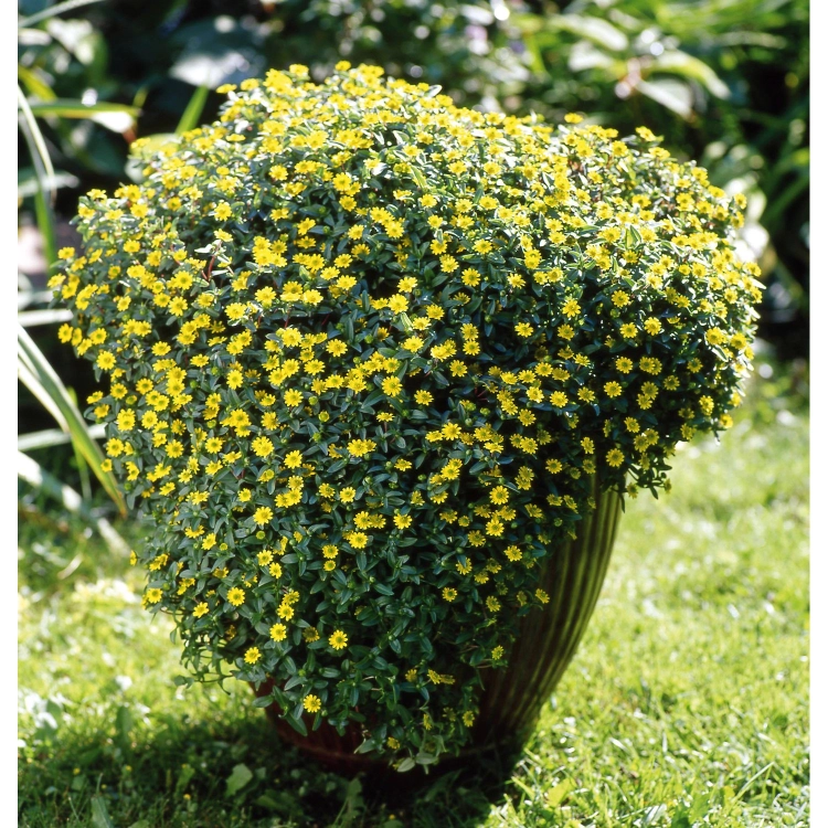 SANWITALIA Talya Great Yellow P9