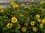 SANWITALIA Talya Great Yellow P9