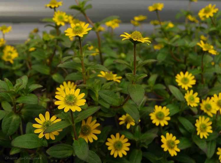 SANWITALIA Talya Great Yellow P9