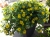 SANWITALIA Talya Great Yellow P9