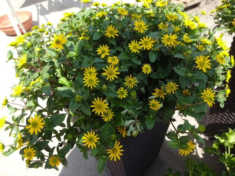 SANWITALIA Talya Great Yellow P9