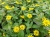 SANWITALIA Talya Great Yellow P9