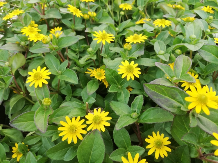 SANWITALIA Talya Great Yellow P9