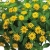 SANWITALIA Talya Great Yellow P9