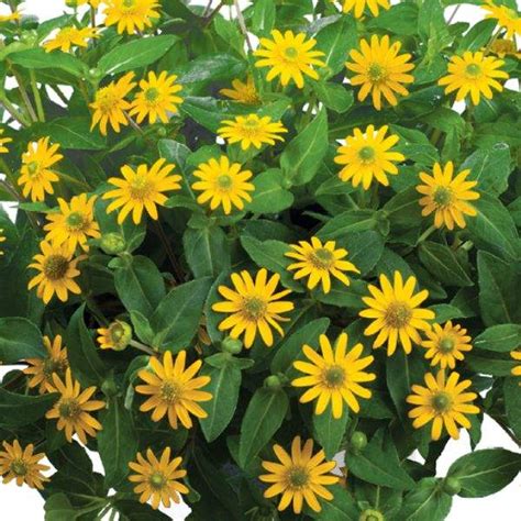 SANWITALIA Talya Great Yellow P9