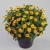 SANWITALIA Talya Great Yellow P9