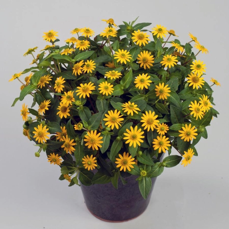 SANWITALIA Talya Great Yellow P9