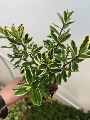 Hebe variegata   p9