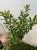 Hebe variegata   p9