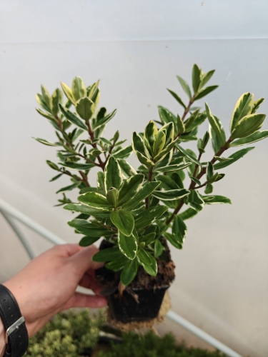 Hebe variegata   p9