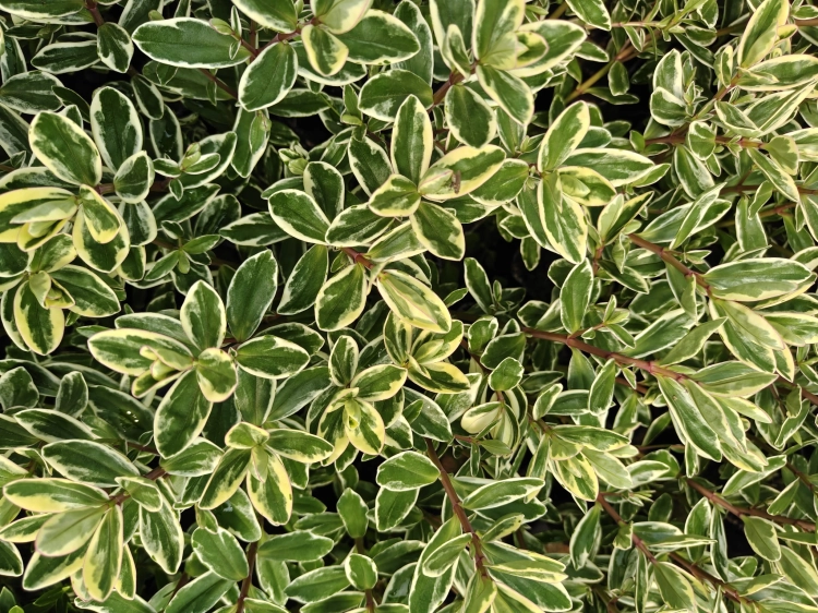 Hebe variegata   p9