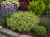 Hebe variegata   p9
