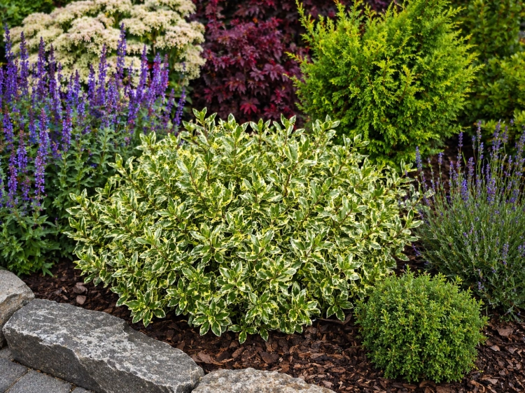 Hebe variegata   p9