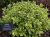 Hebe variegata   p9