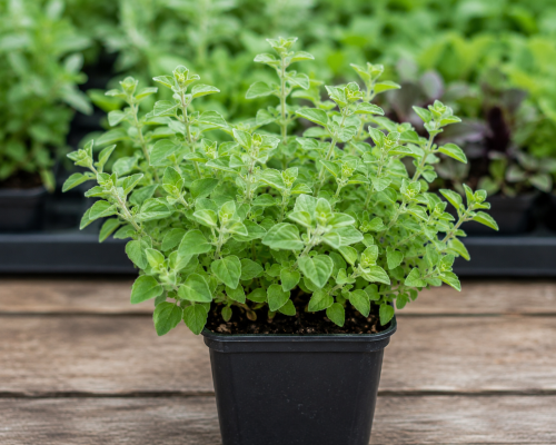 Oregano - Hot & Spicy