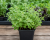 Oregano - Hot & Spicy