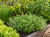 Oregano - Hot & Spicy