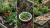 Oregano - Hot & Spicy