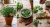 Oregano - Hot & Spicy