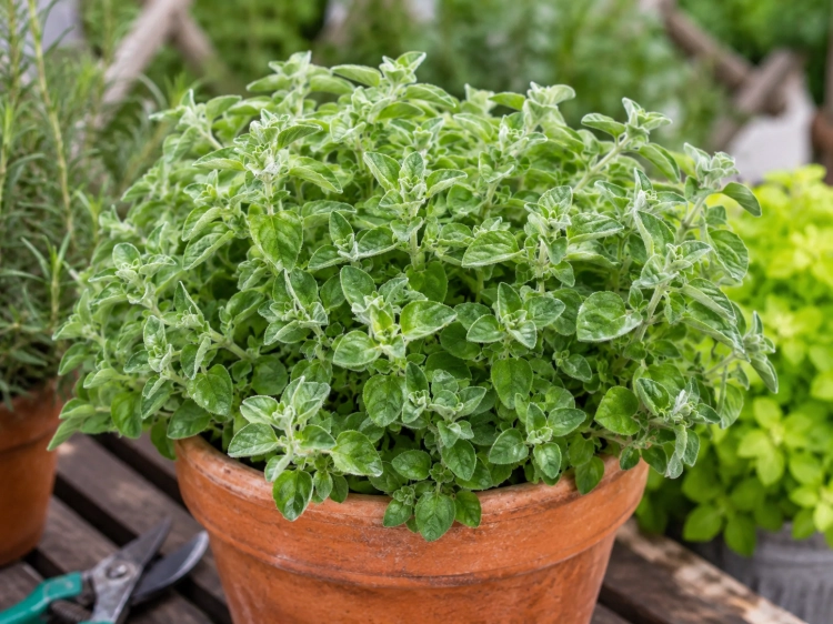 Oregano - Hot & Spicy