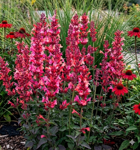 Kłosowiec Agastache - MORELLO