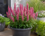 Kłosowiec Agastache - MORELLO