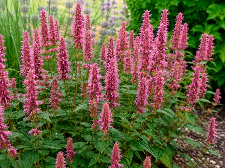 Kłosowiec Agastache - MORELLO