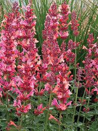Kłosowiec Agastache - MORELLO