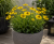 Helenium Dzielżan Autumn Dream YELLOW